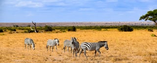 Amboseli National Park