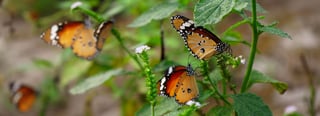 Butterfly Garden Banner