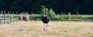Get Up Close with Ostriches