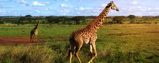 Giraffenzentrum