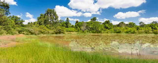 Karura-Wald