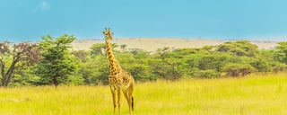 Maasai Mara National Reserve