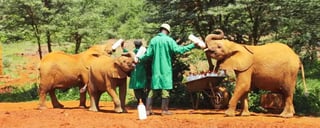 Meet Orphaned Elephants at the Nairobi Elephant