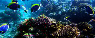 Mombasa Marine Nationalpark