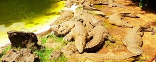 Visi The Mamba Village for Crocodile Encounters