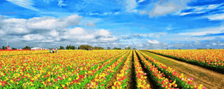 Visit Flower Farms