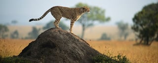 Wildlife and Nature Reserves