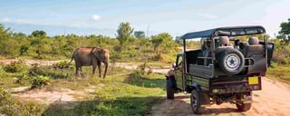 Wildlife Safaris Wildlife Safaris