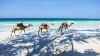Camel at the Beach in Kenya