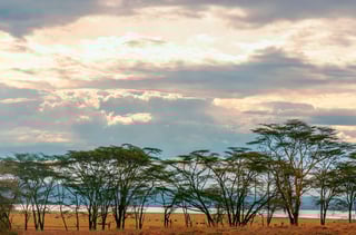 Acacias under a cloudy sky in a Kenyan jungle Acacias under a cloudy sky in a Kenyan jungle