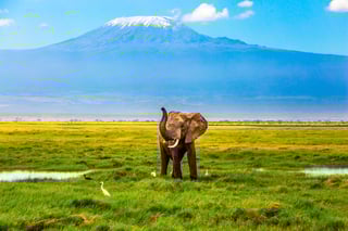 Baby Elephant in Amboseli National Park Baby Elephant in Amboseli National Park