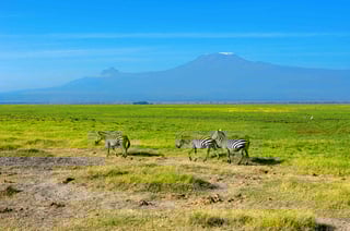 Beautiful Kilimanjaro Mountain And Zebras Kenya Amboseli National Park Africa Beautiful Kilimanjaro Mountain And Zebras Kenya Amboseli National Park Africa