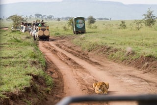 East African Lionesses Panthera Leo Species In The Family Felidae And A Member Of The East African Lionesses Panthera Leo Species In The Family Felidae And A Member Of The