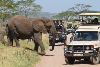 Ecotourism In Eastest Africa Serengeti Tanzania Ecotourism In Eastest Africa Serengeti Tanzania