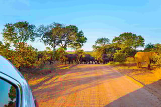 Elefanti attraversano la strada guidati da un vecchio capo Tramonto dorato nel Kruger