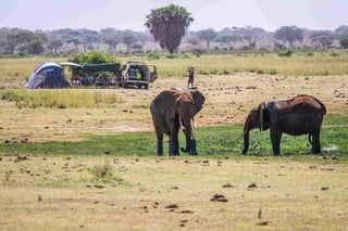 Elephants Over Jipe Lake Next To Camping Family Tsavo West National Park Kenya Elephants Over Jipe Lake Next To Camping Family Tsavo West National Park Kenya