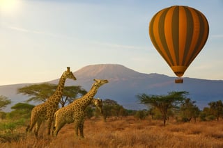 Giraffe And Hot Air Balloon In The Savannah Of Kenya Giraffe And Hot Air Balloon In The Savannah Of Kenya