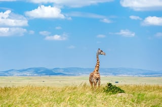 Giraffe In African Savanna Wildlife In Amboseli National Park Savannah Landscape And Animals Giraffe In African Savanna Wildlife In Amboseli National Park Savannah Landscape And Animals