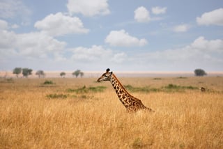 Giraffe in the Masai Mara national park Kenya Giraffe in the Masai Mara national park Kenya