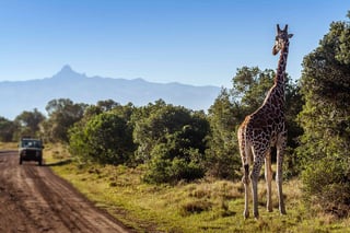 Giraffe Looking At Tourists In The African Savannah Kenya Giraffe Looking At Tourists In The African Savannah Kenya