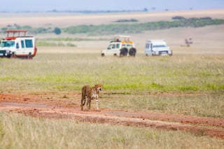 Gorgeous Cheetah Family Predators Walk Freely On The Car Tracks Of The Savannah Kenya Masai Mara Gorgeous Cheetah Family Predators Walk Freely On The Car Tracks Of The Savannah Kenya Masai Mara