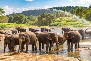Herd Of Elephants In Sri Lanka In A Summer Day Herd Of Elephants In Sri Lanka In A Summer Day
