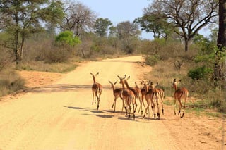 Herd Of Impala In Kruger National Park Herd Of Impala In Kruger National Park