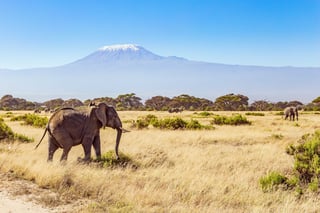 Herd Of Wild Elephants Grazes At The Foot Of Famous Mount Kilimanjaro Africa Fabulous Journey Herd Of Wild Elephants Grazes At The Foot Of Famous Mount Kilimanjaro Africa Fabulous Journey