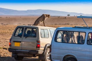 Kenya Africa Safari by Car Leopard Sits on the Roof of the Car Animals of AfricaTravelAround Kenya Africa Safari by Car Leopard Sits on the Roof of the Car Animals of AfricaTravelAround