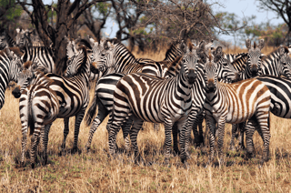 Kenya Announces Visa-Free Travel for All Starting January 2024