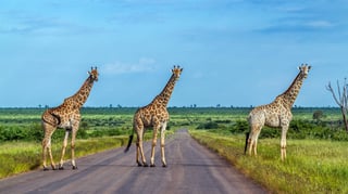 Kenya Safari Wild Kenya Safari Wild