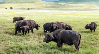 Kenyan Buffalo