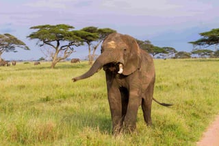 Kenyan Elephant