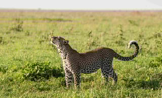 Kenyan Leopard