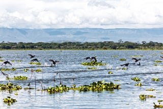 Il lago Naivasha è una gemma naturale in Kenya Il lago Naivasha è una gemma naturale in Kenya