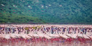Parco Nazionale del Lago Nakuru Parco Nazionale del Lago Nakuru