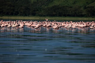 Lago Nakuru Lago Nakuru