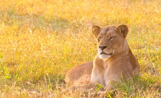 Maasai Mara, Kenya