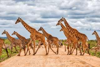 Maasai Mara National Reserve