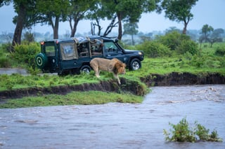 Male Lion Climbs Down Riverbank Near Truck Male Lion Climbs Down Riverbank Near Truck