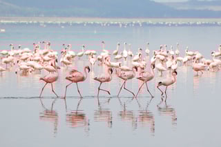 Nakuru City