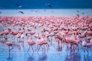 Pink Flamingoes in the Lake Nakuru