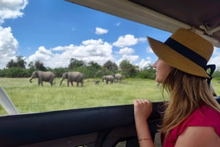 Rear View Of A Girl Looking At Elephants Under Trees From A Safari Jeep Rear View Of A Girl Looking At Elephants Under Trees From A Safari Jeep