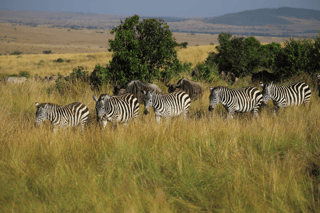 Wildlife safari in Akagera National Park