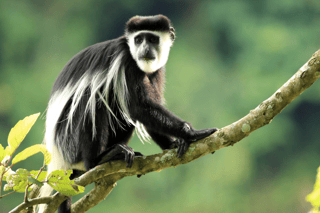 Primate safari in Rwanda rainforest