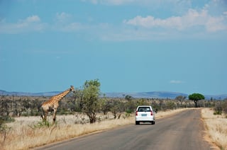 Safari Passing A Giraffe Standing On The Left Side Of The Road In Kruger National Park Safari Passing A Giraffe Standing On The Left Side Of The Road In Kruger National Park