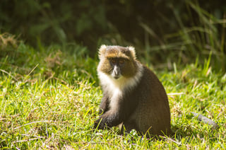 Sykes monkey sitting in green grass, Aberdare National Park