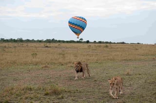 The King Lion In The Savannah Of Africa The King Lion In The Savannah Of Africa