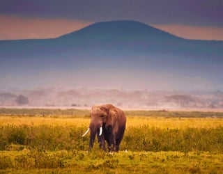 Amboseli-Nationalpark