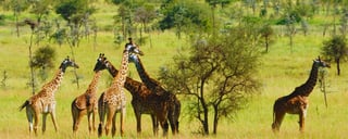 Chyulu Hills Nationalpark